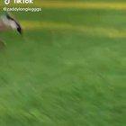 Cameraman became a bat!