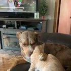 Do not even think about it, Roggie !