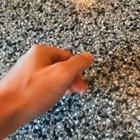 Say what you want but Tik Tok is a gem mine of perfectly cut screams