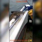 COMO BEBEN LOS PECES EN EL RIO