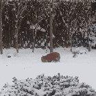 🔥 A wild fox playing around with a dog toy it found in someone’s backyard 🔥