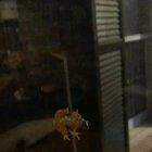 Frog kermits sewer slide