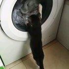 This is why Washing machines have windows