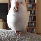 babybirddootdoodoodoodoo babybirddootdoodoodoodoosquaaak!