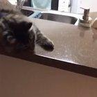 Cat Bottle Flips Back