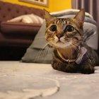 Those amazing eyes...