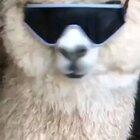 Gave this bro my shades and he stole my girlfriend.