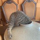 Bean and the vase v.2.0. With the popularity of the first one, I thought I’d share another video taken on the same day :). For context, his sister Penny is already in the vase.