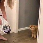 HuMaN oVeRfEeDs cAt aNd FuCkiNg kiLLs iT