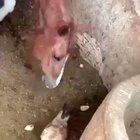 Horse eats chicken nugget for the first time