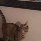 I was told she has a very unique voice. She also wants to eat all my broken guitar strings