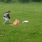 HErO bOy sAvEs kItty frOm cErtAIn dEAth!