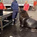 Sea Lion being fed by a fisher