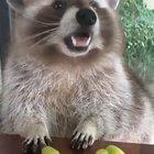 Plz do not touch my grapes..