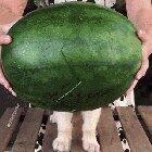 Peekaboo it's watermelon pupper