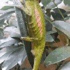 A chameleon giving birth