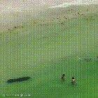 Friendly manatee scaring people at the beach