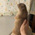 “Human. You pets.”