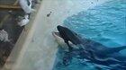 Captive orca using a fish as bait