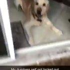 Hero pup saves the day