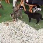 Миротворец