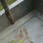 Horsehair worms leaving their host!