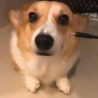 Fully Charged Doggo.