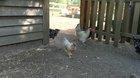 Chickens running to their food.
