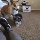 Pupper does a heckin leap