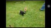 Baby goat backflips off his friend