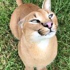 How this Caracal cat adjusts it's ears