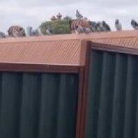 Need help with a title...