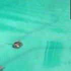 When the pool is closed for the people living there. Rio de Janeiro.