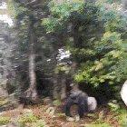 It's like his gorilla friends dared him to do it