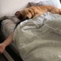 Most loving doggo waking up its human with affection