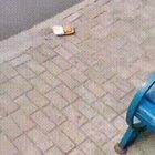 Kind stranger gives stray dog Chicken McNuggets