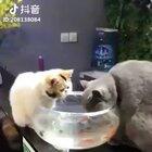 Лапы прочь от моих рыбок, кому сказал! 😾