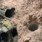 How they’ve survived as a species completely baffles me... (he was fine after this)