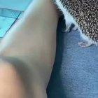 Spiky boy fitting against oppression