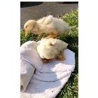 This little duckies recovery!