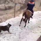 Ain’t that cats first rodeo