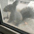 This little guy always bring dried seed to trade for some nuts