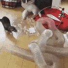 Cat snakes freaking out over a tube