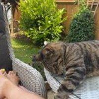 Don’t F*ck With Cats