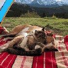 Best friends camping together.