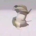 😳.. arab🇸🇦🇸🇦 gecko 🦎with moves 👀