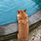 There was an attempt to dive in the pool.