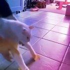 Quarantine day 696969