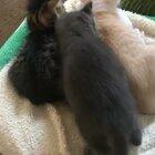 Lemme in, lemme in, lemme in, move over Frank!