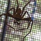 A huntsman spider appeared in my room so I named him larry